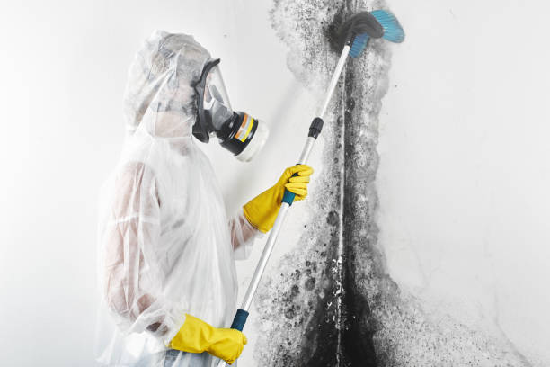 Best Dehumidification Services  in Ventnor City, NJ