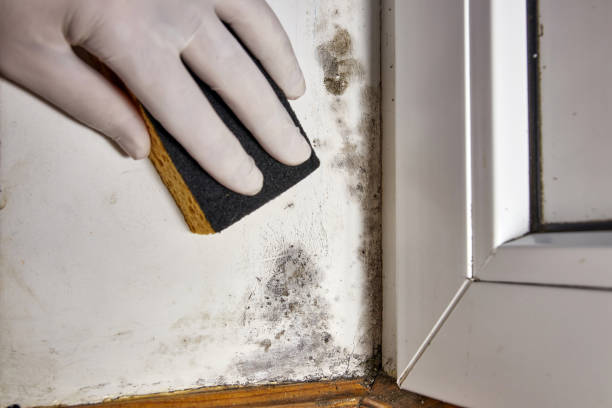 Trusted Ventnor City, NJ Mold Removal Experts